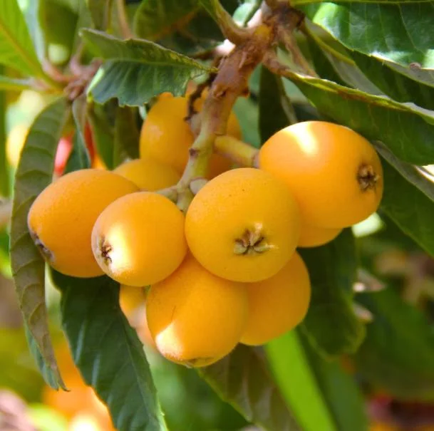 Golden Loquat Live Plant - Fruit Tree for Outdoor Garden - 3 Inch Pot Golden Loquat Live Plant - Fruit Tree for Outdoor Garden - 3 Inch Pot - Image 4
