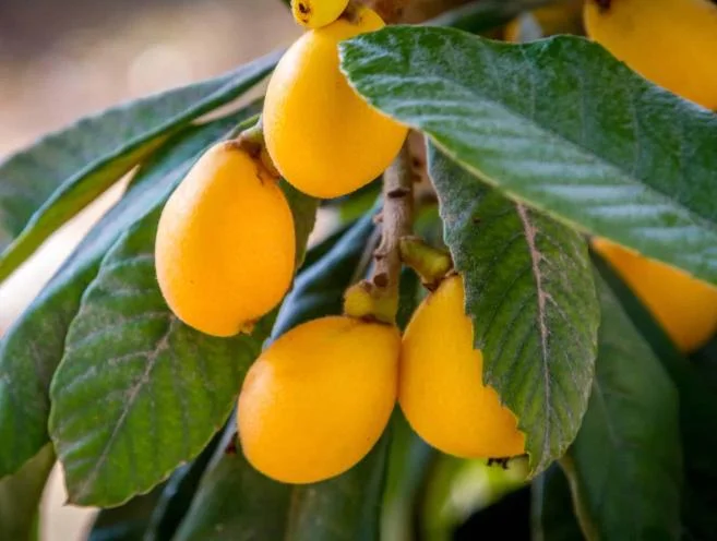 Golden Loquat Live Plant - Fruit Tree for Outdoor Garden - 3 Inch Pot Golden Loquat Live Plant - Fruit Tree for Outdoor Garden - 3 Inch Pot - Image 5