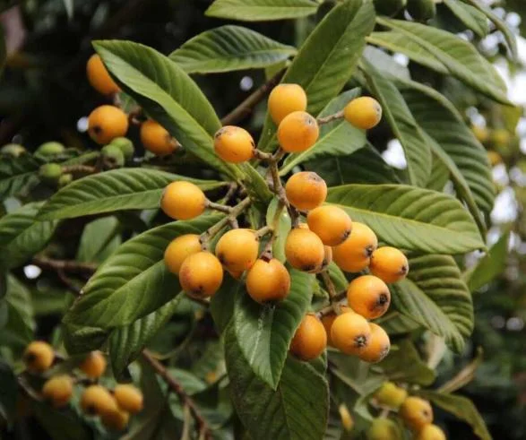 Golden Loquat Live Plant - Fruit Tree for Outdoor Garden - 3 Inch Pot Golden Loquat Live Plant - Fruit Tree for Outdoor Garden - 3 Inch Pot - Image 6
