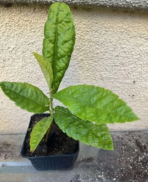 Golden Loquat Live Plant - Fruit Tree for Outdoor Garden - 3 Inch Pot Golden Loquat Live Plant - Fruit Tree for Outdoor Garden - 3 Inch Pot - Image 7