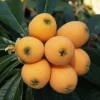 Golden Loquat Live Plant - Fruit Tree for Outdoor Garden - 3 Inch Pot - Image 1