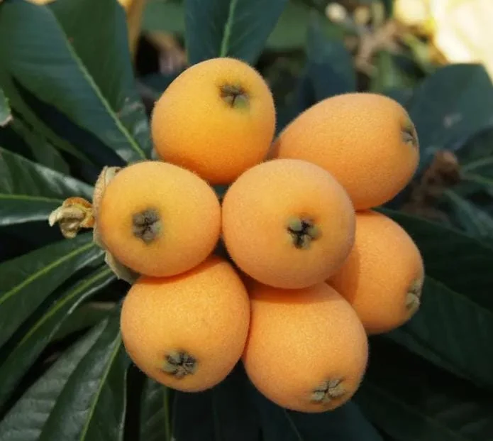 Golden Loquat Live Plant - Fruit Tree for Outdoor Garden - 3 Inch Pot Golden Loquat Live Plant - Fruit Tree for Outdoor Garden - 3 Inch Pot - Image 1