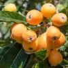 Golden Loquat Tree Live Plant Seedling - 4 Inch Pot - Tropical Fruit for Home Garden Golden Loquat Tree Live Plant Seedling - 4 Inch Pot - Tropical Fruit for Home Garden - Image 1