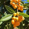 Golden Loquat Tree Seedlings - Set of 3 Live Plants in 4 Inch Pots - Image 1