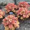 Golden Orange Heuchera Plant - Coral Bells Live Perennial - 5-7 Inch Tall - Image 1