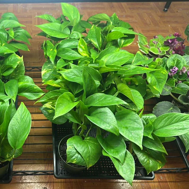 Golden Pothos Live Plant – 3-5 Inch Tall Houseplant for Indoor Spaces Golden Pothos Live Plant – 3-5 Inch Tall Houseplant for Indoor Spaces - Image 2