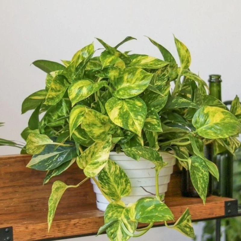 Golden Pothos Live Plant – 3-5 Inch Tall Houseplant for Indoor Spaces Golden Pothos Live Plant – 3-5 Inch Tall Houseplant for Indoor Spaces - Image 3