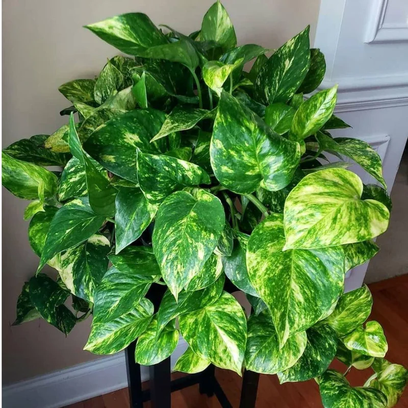 Golden Pothos Live Plant – 3-5 Inch Tall Houseplant for Indoor Spaces Golden Pothos Live Plant – 3-5 Inch Tall Houseplant for Indoor Spaces - Image 4