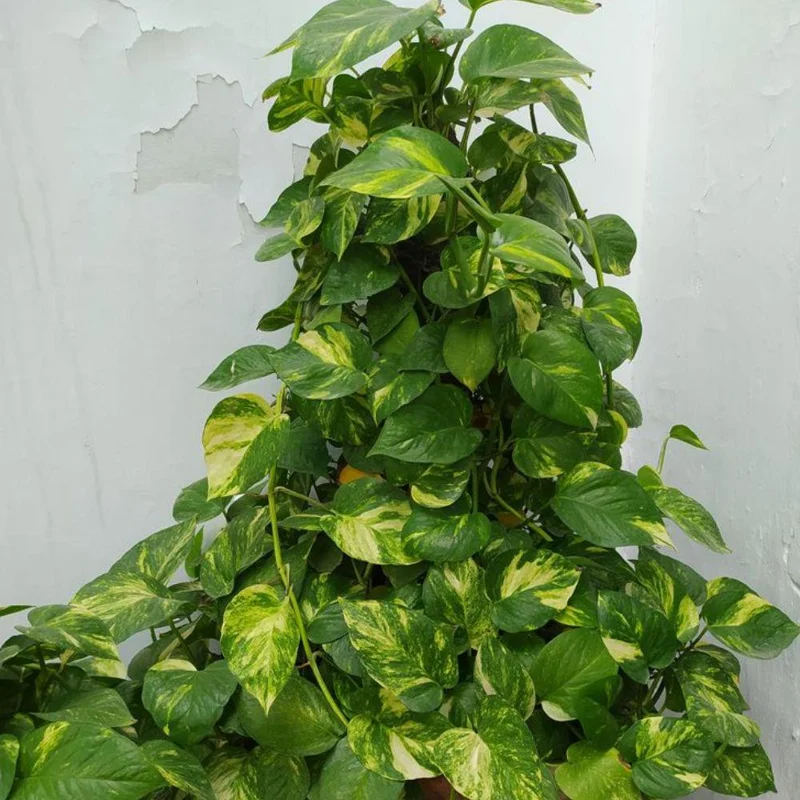 Golden Pothos Live Plant – 3-5 Inch Tall Houseplant for Indoor Spaces Golden Pothos Live Plant – 3-5 Inch Tall Houseplant for Indoor Spaces - Image 5