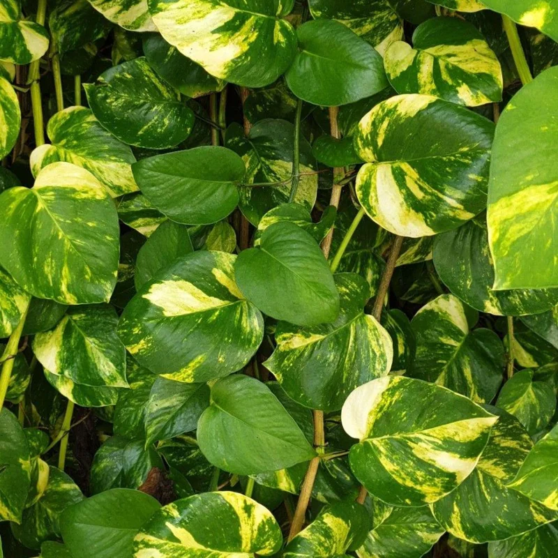 Golden Pothos Live Plant – 3-5 Inch Tall Houseplant for Indoor Spaces Golden Pothos Live Plant – 3-5 Inch Tall Houseplant for Indoor Spaces - Image 6