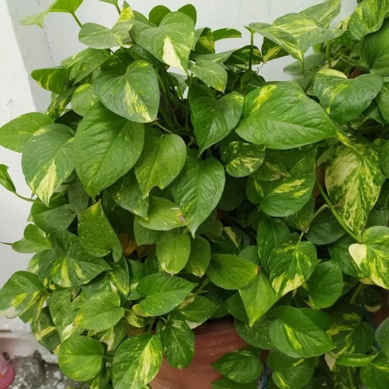 Golden Pothos Live Plant – 3-5 Inch Tall Houseplant for Indoor Spaces Golden Pothos Live Plant – 3-5 Inch Tall Houseplant for Indoor Spaces - Image 7