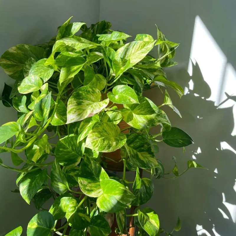 Golden Pothos Live Plant – 3-5 Inch Tall Houseplant for Indoor Spaces Golden Pothos Live Plant – 3-5 Inch Tall Houseplant for Indoor Spaces - Image 8