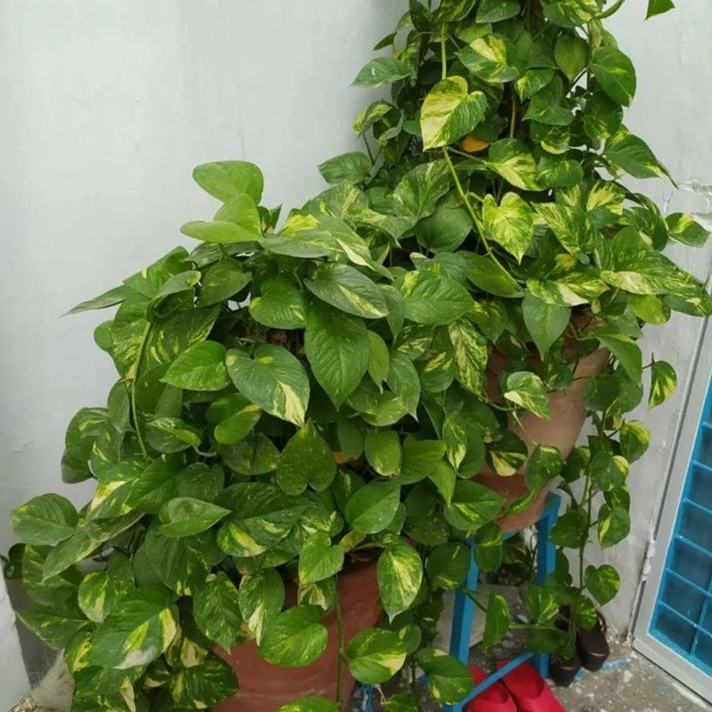Golden Pothos Live Plant – 3-5 Inch Tall Houseplant for Indoor Spaces Golden Pothos Live Plant – 3-5 Inch Tall Houseplant for Indoor Spaces - Image 9