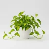 Golden Pothos Live Plant – 3-5 Inch Tall Houseplant for Indoor Spaces - Image 1