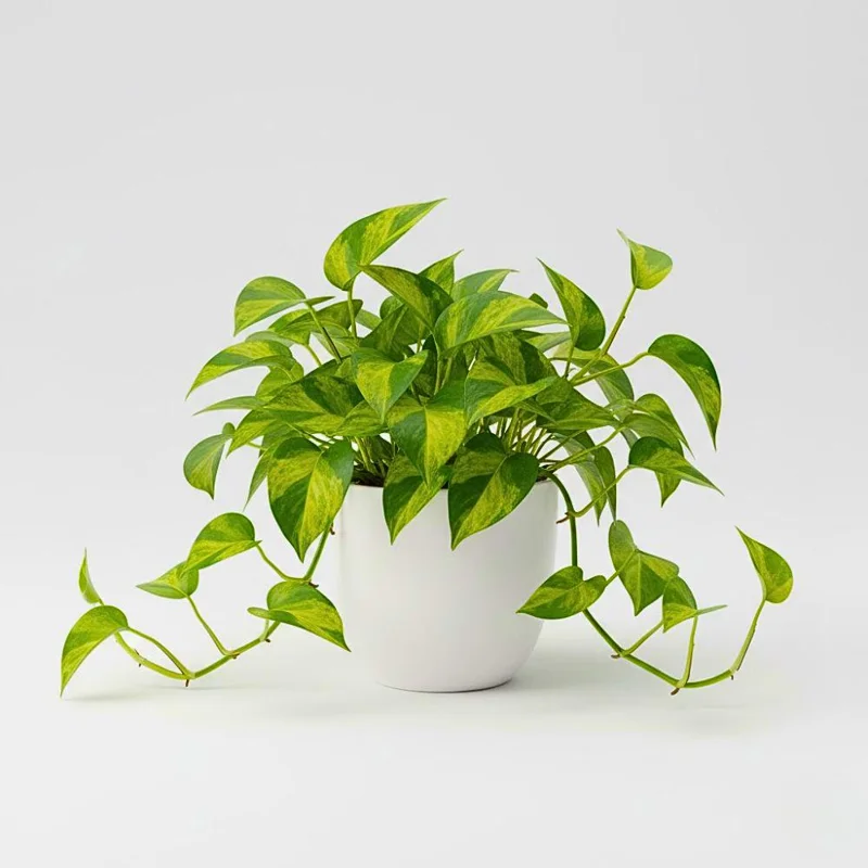 Golden Pothos Live Plant – 3-5 Inch Tall Houseplant for Indoor Spaces Golden Pothos Live Plant – 3-5 Inch Tall Houseplant for Indoor Spaces - Image 1