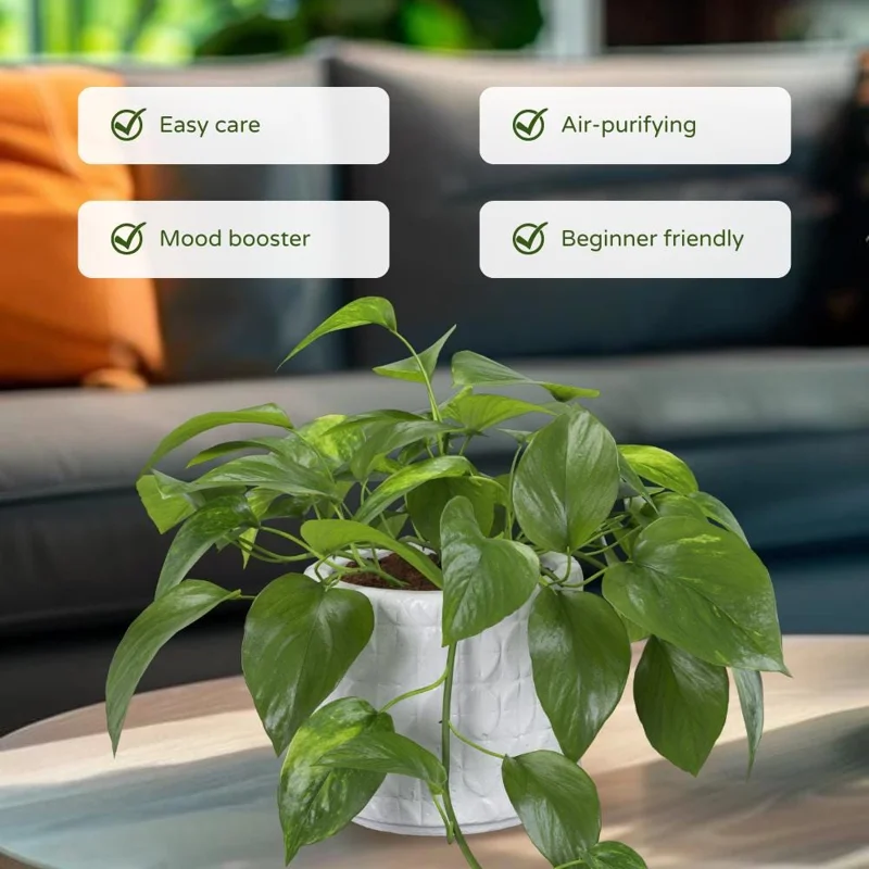 Golden Pothos Live Plant - 3-5 Inches Tall, Easy Care Indoor Houseplant - Image 2
