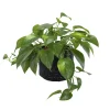 Golden Pothos Live Plant - 3-5 Inches Tall, Easy Care Indoor Houseplant - Image 1