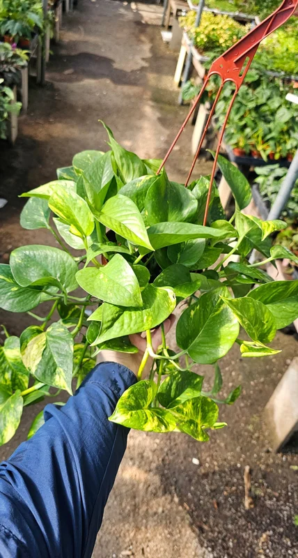 Golden Pothos Live Plant – 6in Pot – Epipremnum Aureum – Indoor Houseplant Golden Pothos Live Plant – 6in Pot – Epipremnum Aureum – Indoor Houseplant - Image 2