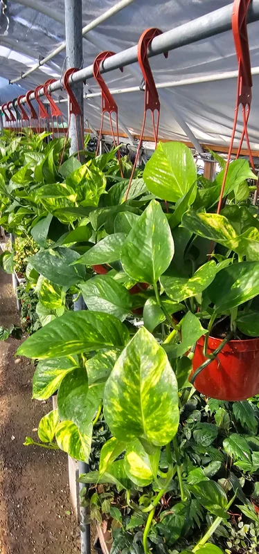 Golden Pothos Live Plant – 6in Pot – Epipremnum Aureum – Indoor Houseplant Golden Pothos Live Plant – 6in Pot – Epipremnum Aureum – Indoor Houseplant - Image 3