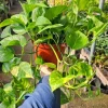 Golden Pothos Live Plant – 6in Pot – Epipremnum Aureum – Indoor Houseplant - Image 1