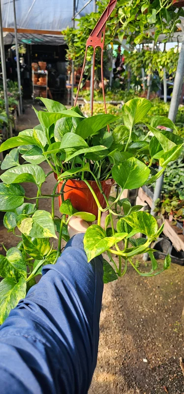 Golden Pothos Live Plant – 6in Pot – Epipremnum Aureum – Indoor Houseplant Golden Pothos Live Plant – 6in Pot – Epipremnum Aureum – Indoor Houseplant - Image 1