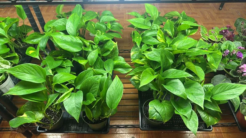 Golden Pothos Live Plant – Air Purifying Houseplant – 3-5 Inch Tall – 4 Inch Pot Golden Pothos Live Plant – Air Purifying Houseplant – 3-5 Inch Tall – 4 Inch Pot - Image 2