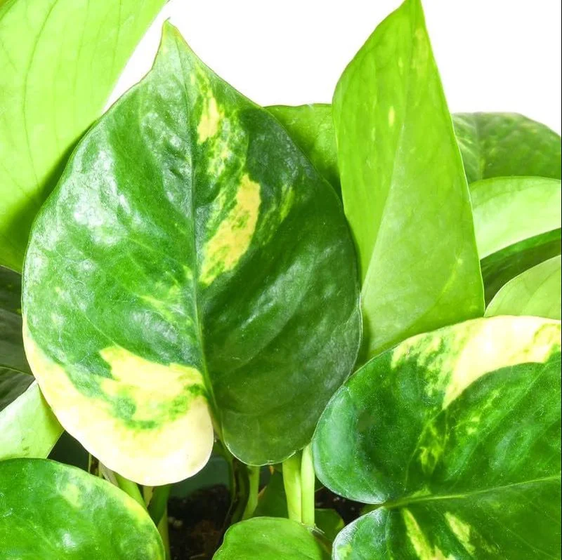 Golden Pothos Live Plant – Air Purifying Houseplant – 3-5 Inch Tall – 4 Inch Pot Golden Pothos Live Plant – Air Purifying Houseplant – 3-5 Inch Tall – 4 Inch Pot - Image 3
