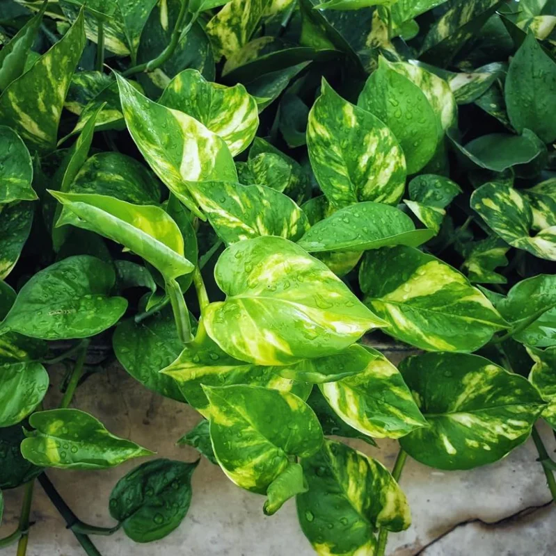 Golden Pothos Live Plant – Air Purifying Houseplant – 3-5 Inch Tall – 4 Inch Pot Golden Pothos Live Plant – Air Purifying Houseplant – 3-5 Inch Tall – 4 Inch Pot - Image 4