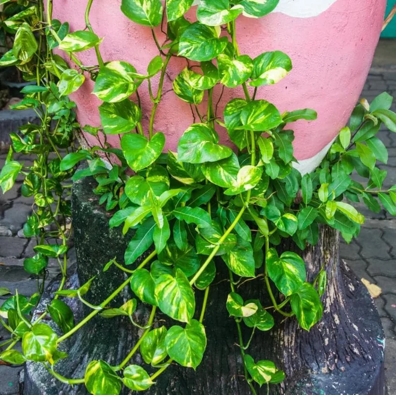 Golden Pothos Live Plant – Air Purifying Houseplant – 3-5 Inch Tall – 4 Inch Pot Golden Pothos Live Plant – Air Purifying Houseplant – 3-5 Inch Tall – 4 Inch Pot - Image 5