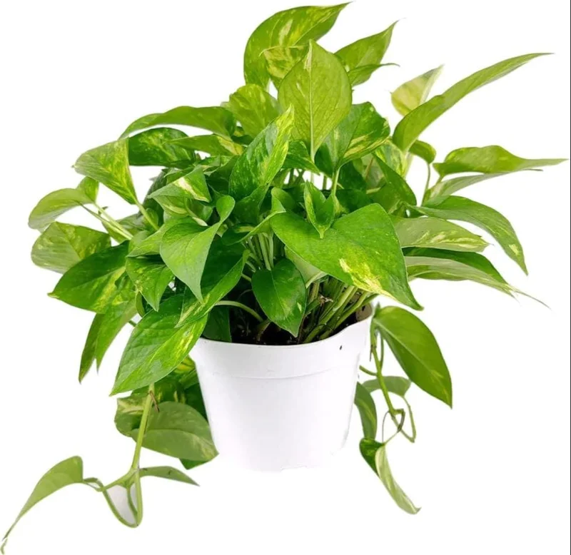 Golden Pothos Live Plant – Air Purifying Houseplant – 3-5 Inch Tall – 4 Inch Pot Golden Pothos Live Plant – Air Purifying Houseplant – 3-5 Inch Tall – 4 Inch Pot - Image 6