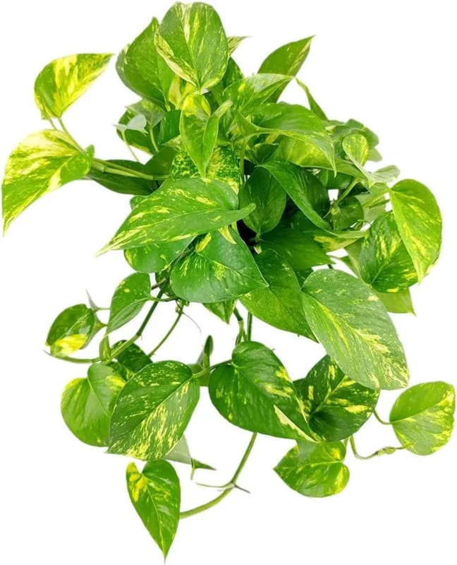 Golden Pothos Live Plant – Air Purifying Houseplant – 3-5 Inch Tall – 4 Inch Pot Golden Pothos Live Plant – Air Purifying Houseplant – 3-5 Inch Tall – 4 Inch Pot - Image 7