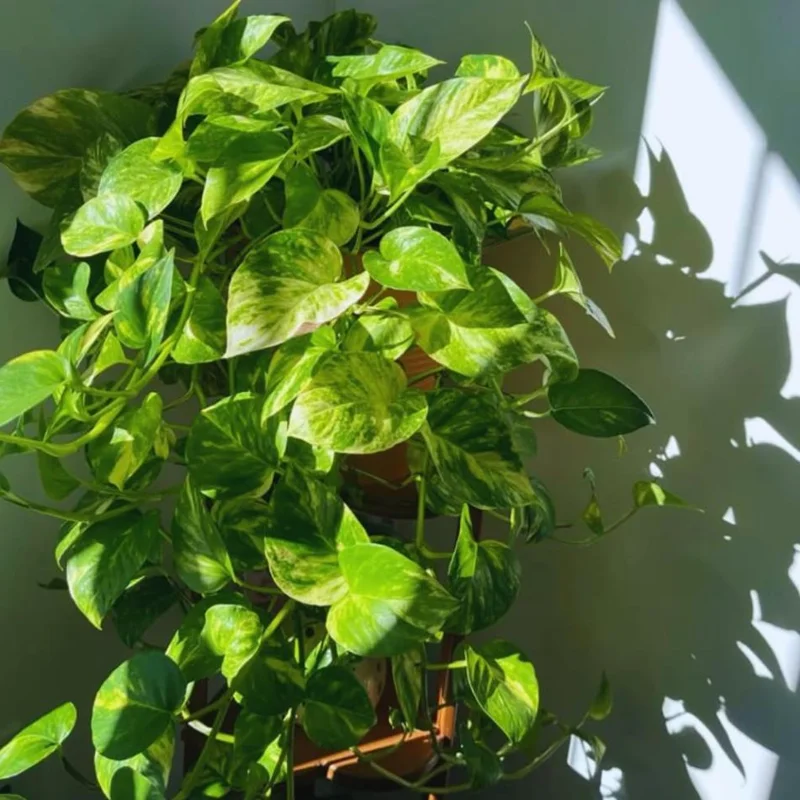 Golden Pothos Live Plant – Air Purifying Houseplant – 3-5 Inch Tall – 4 Inch Pot Golden Pothos Live Plant – Air Purifying Houseplant – 3-5 Inch Tall – 4 Inch Pot - Image 8
