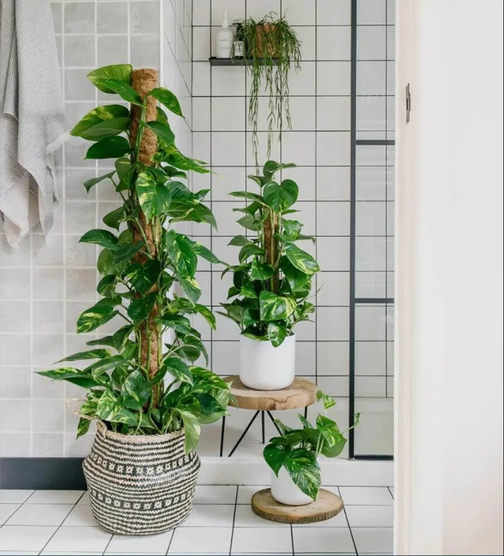 Golden Pothos Live Plant – Air Purifying Houseplant – 3-5 Inch Tall – 4 Inch Pot Golden Pothos Live Plant – Air Purifying Houseplant – 3-5 Inch Tall – 4 Inch Pot - Image 9