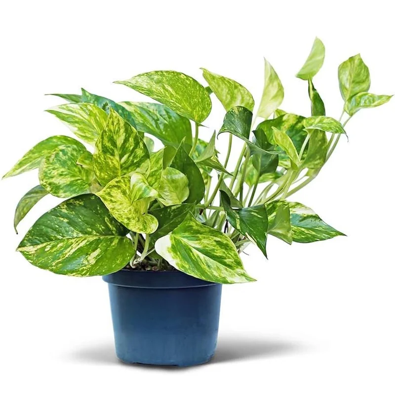 Golden Pothos Live Plant – Air Purifying Houseplant – 3-5 Inch Tall – 4 Inch Pot Golden Pothos Live Plant – Air Purifying Houseplant – 3-5 Inch Tall – 4 Inch Pot - Image 1