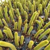Golden Rat Tail Cactus Live Plant 2 Inch Pot - Cleistocactus Winteri Indoor/Outdoor - Image 1