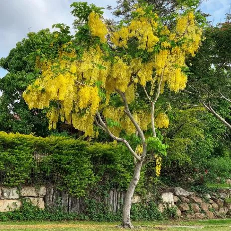 Golden Shower Tree Live Plant - Indian Laburnum 8-10 Inch Tall in 4 Inch Pot Outdoor Golden Shower Tree Live Plant - Indian Laburnum 8-10 Inch Tall in 4 Inch Pot Outdoor - Image 2