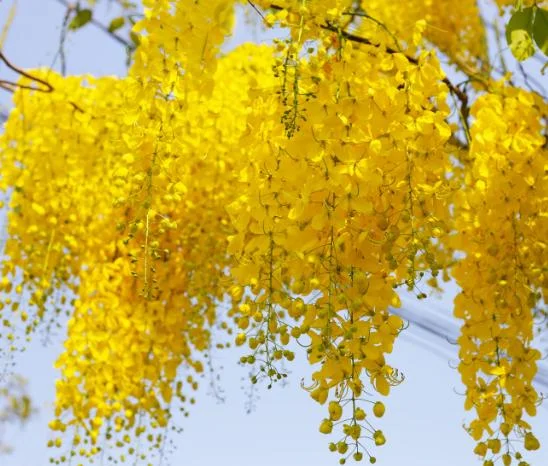 Golden Shower Tree Live Plant - Indian Laburnum 8-10 Inch Tall in 4 Inch Pot Outdoor Golden Shower Tree Live Plant - Indian Laburnum 8-10 Inch Tall in 4 Inch Pot Outdoor - Image 3