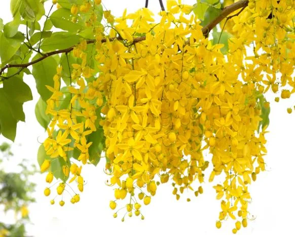 Golden Shower Tree Live Plant - Indian Laburnum 8-10 Inch Tall in 4 Inch Pot Outdoor Golden Shower Tree Live Plant - Indian Laburnum 8-10 Inch Tall in 4 Inch Pot Outdoor - Image 4