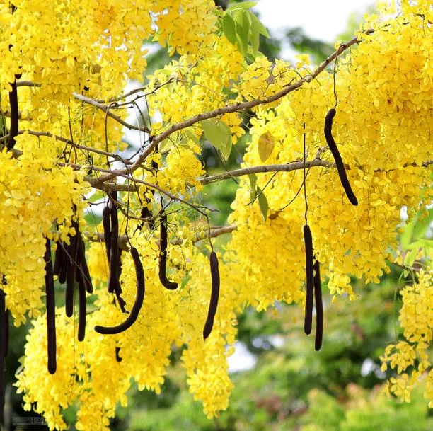 Golden Shower Tree Live Plant - Indian Laburnum 8-10 Inch Tall in 4 Inch Pot Outdoor Golden Shower Tree Live Plant - Indian Laburnum 8-10 Inch Tall in 4 Inch Pot Outdoor - Image 5