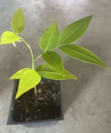 Golden Shower Tree Live Plant - Indian Laburnum 8-10 Inch Tall in 4 Inch Pot Outdoor Golden Shower Tree Live Plant - Indian Laburnum 8-10 Inch Tall in 4 Inch Pot Outdoor - Image 6