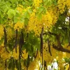 Golden Shower Tree Live Plant - Indian Laburnum 8-10 Inch Tall in 4 Inch Pot Outdoor Golden Shower Tree Live Plant - Indian Laburnum 8-10 Inch Tall in 4 Inch Pot Outdoor - Image 1