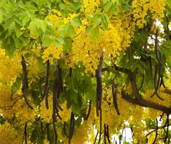Golden Shower Tree Live Plant - Indian Laburnum 8-10 Inch Tall in 4 Inch Pot Outdoor Golden Shower Tree Live Plant - Indian Laburnum 8-10 Inch Tall in 4 Inch Pot Outdoor - Image 1