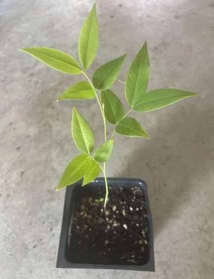 Golden Shower Tree Live Plant - Indian Laburnum 8-10 Inch Tall in 4 Inch Pot Outdoor Golden Shower Tree Live Plant - Indian Laburnum 8-10 Inch Tall in 4 Inch Pot Outdoor - Image 7