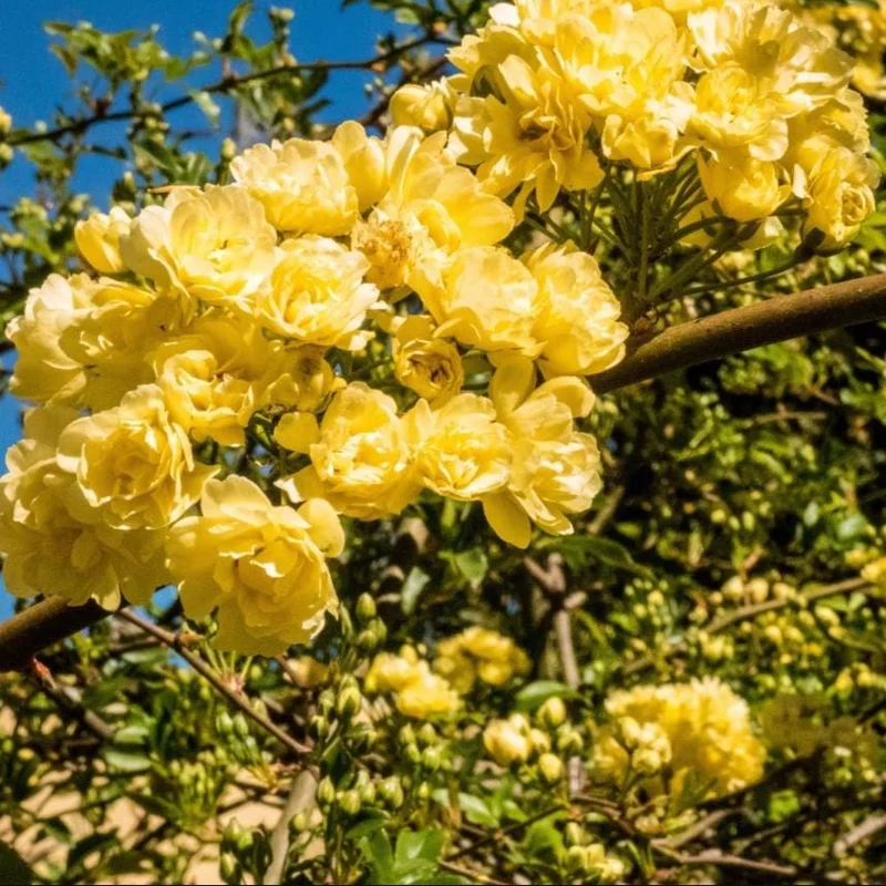 Golden Showers Yellow Climbing Rose Live Plant – Fragrant Outdoor Roses, 4-6 Inch Tall Golden Showers Yellow Climbing Rose Live Plant – Fragrant Outdoor Roses, 4-6 Inch Tall - Image 2