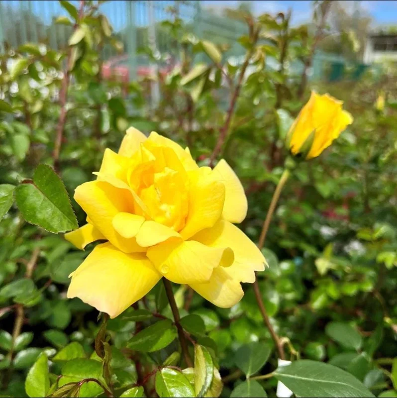 Golden Showers Yellow Climbing Rose Live Plant – Fragrant Outdoor Roses, 4-6 Inch Tall Golden Showers Yellow Climbing Rose Live Plant – Fragrant Outdoor Roses, 4-6 Inch Tall - Image 3
