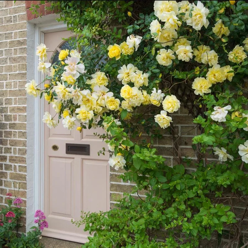 Golden Showers Yellow Climbing Rose Live Plant – Fragrant Outdoor Roses, 4-6 Inch Tall Golden Showers Yellow Climbing Rose Live Plant – Fragrant Outdoor Roses, 4-6 Inch Tall - Image 4