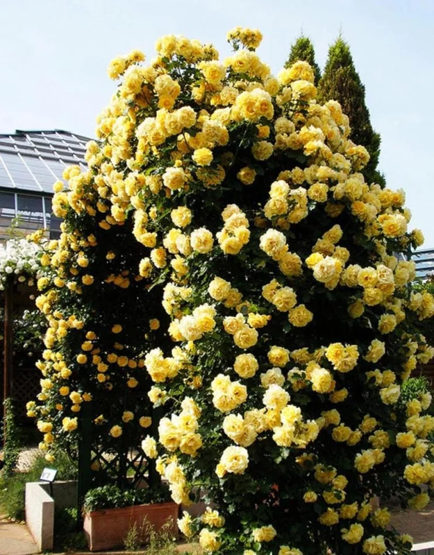 Golden Showers Yellow Climbing Rose Live Plant – Fragrant Outdoor Roses, 4-6 Inch Tall Golden Showers Yellow Climbing Rose Live Plant – Fragrant Outdoor Roses, 4-6 Inch Tall - Image 5