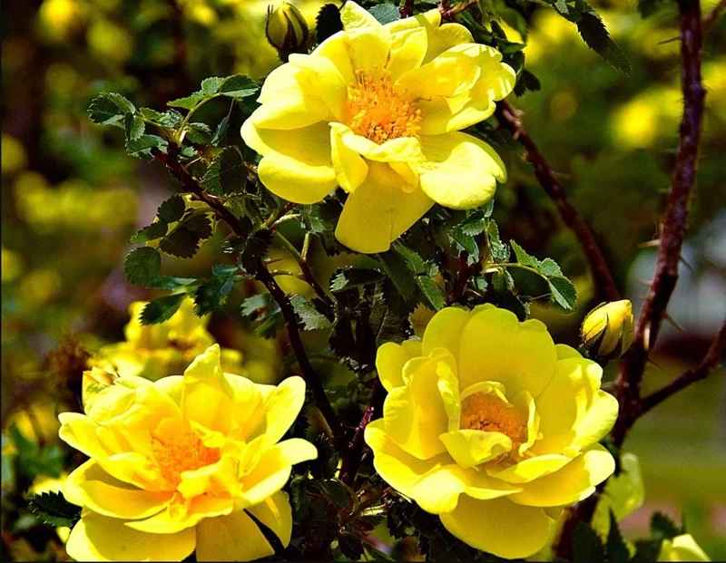Golden Showers Yellow Climbing Rose Live Plant – Fragrant Outdoor Roses, 4-6 Inch Tall Golden Showers Yellow Climbing Rose Live Plant – Fragrant Outdoor Roses, 4-6 Inch Tall - Image 6
