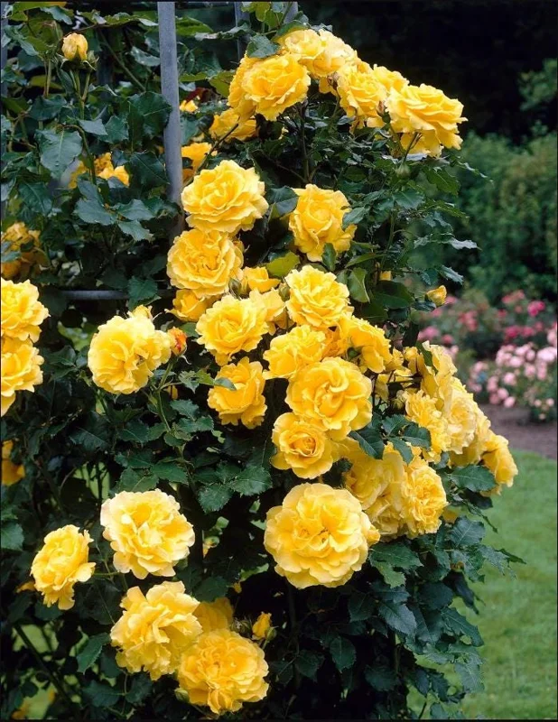 Golden Showers Yellow Climbing Rose Live Plant – Fragrant Outdoor Roses, 4-6 Inch Tall Golden Showers Yellow Climbing Rose Live Plant – Fragrant Outdoor Roses, 4-6 Inch Tall - Image 7