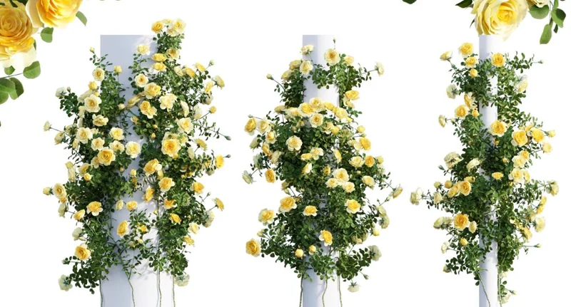 Golden Showers Yellow Climbing Rose Live Plant – Fragrant Outdoor Roses, 4-6 Inch Tall Golden Showers Yellow Climbing Rose Live Plant – Fragrant Outdoor Roses, 4-6 Inch Tall - Image 8